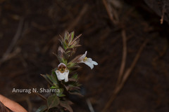 Lepidagathis cuspidata